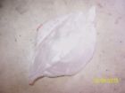 1d6-83312-10-00 Yamaha New Nos Oem Rh Front Flasher Lens Cover Road