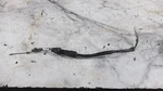 82 Honda Custom Rear Back Switch. Fixed Price $14.99.